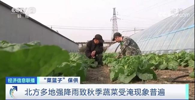 蔬菜“断茬”掀涨价潮 现已冲高回落