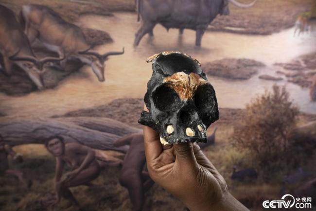 南非出土25万年前儿童头骨化石