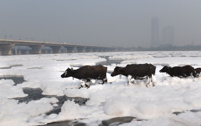 印度亚穆纳河遭污染泛白色泡沫
