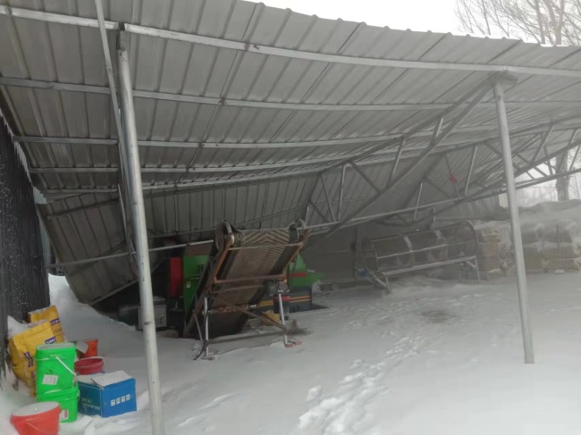 通辽暴雪后牧棚受潮 专家:谨防牲畜感冒
