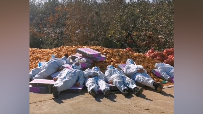 暖流|防疫志愿者结束工作 累到倒在玉米堆上睡着