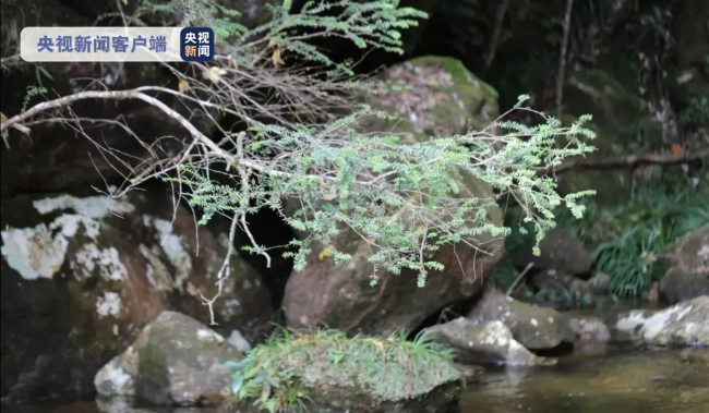 福建首次发现野生白豆杉