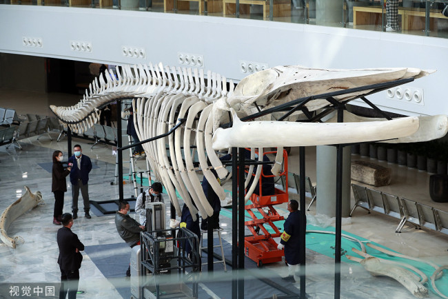 2021年12月9日，24米长的长须鲸标本在上海自然博物馆拼装完工。这个标本的原型是2017年3月20日在长江口与杭州湾交汇海面被发现的死亡须鲸。