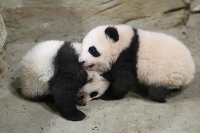中国旅法大熊猫双胞胎幼崽首次对民众亮相