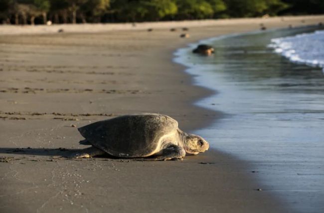 2021年12月5日，一只海龟抵达位于尼加拉瓜南圣胡安湾的拉弗洛尔海滩自然保护区产卵。（新华社发，奥斯瓦尔多·里瓦斯摄）