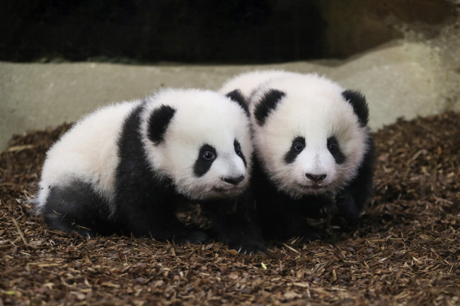 法国动物园熊猫双胞胎蹒跚学步