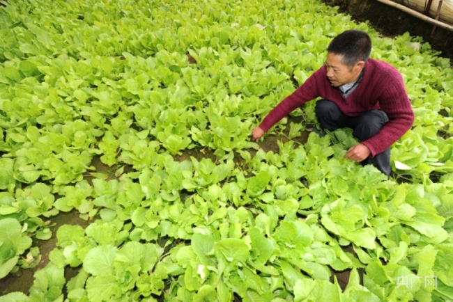青海迎来蔬果丰收 2021年经济作物产值近35亿元