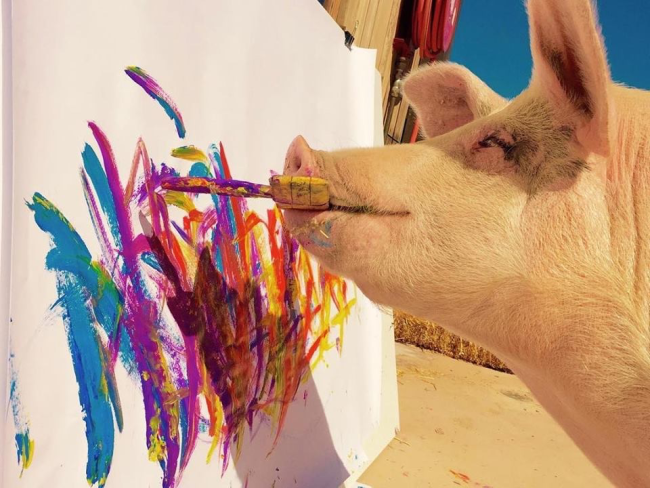 全世界最会画画的小猪 一幅画就卖了近17万
