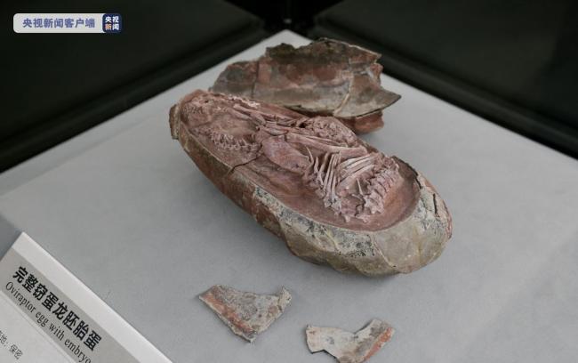中英加三国科学家在一恐龙蛋化石中发现恐龙胚胎