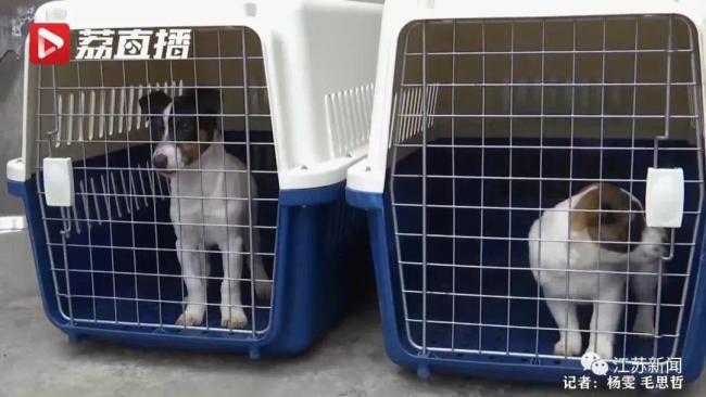超小號警犬在線征名！