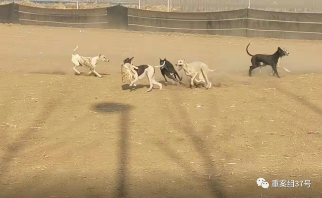 暗访“狗撵兔”赌局：每场下注上万元 庄家抽成20%