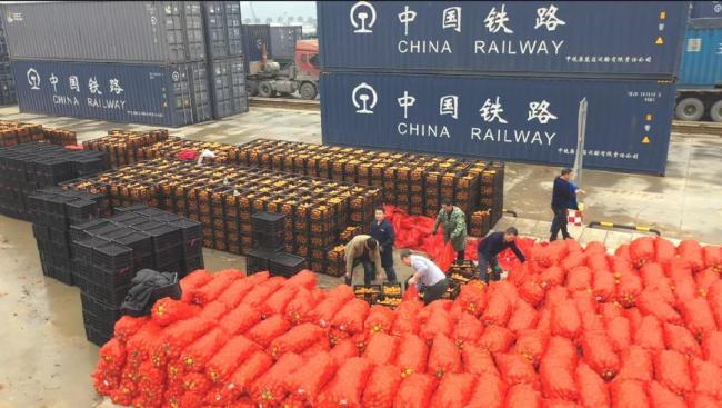 中老铁路开通后 20万斤冰糖橙“坐上”跨境列车