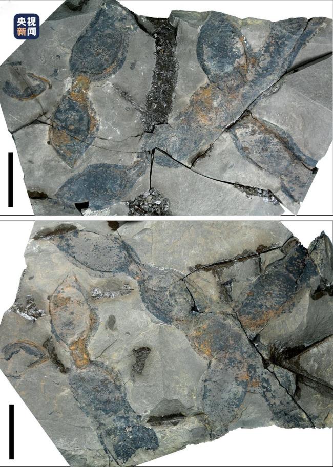 1000万年前的“豆角”化石被发现