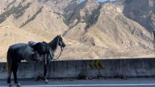 重庆小伙八千里路走单骑 骑马从新疆返乡