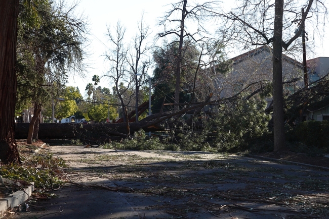 美国洛杉矶遭风暴袭击 多处大树被吹倒