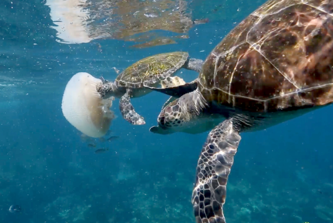 日本发现全球首例海龟误食口罩事例