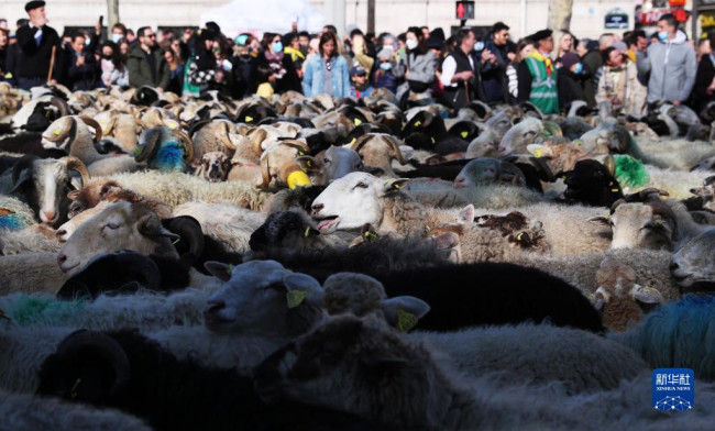 3月6日，绵羊聚集在法国巴黎香榭丽舍大街上。 