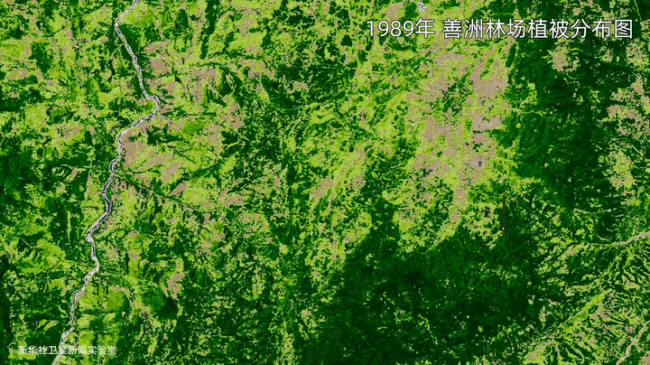 第1视点丨10年前，总书记种下一棵榕树