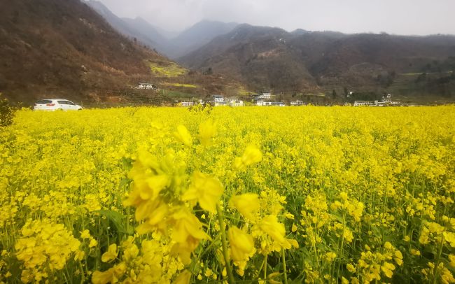 6400万亩“冬闲田” 中国油菜花版图扩张之路