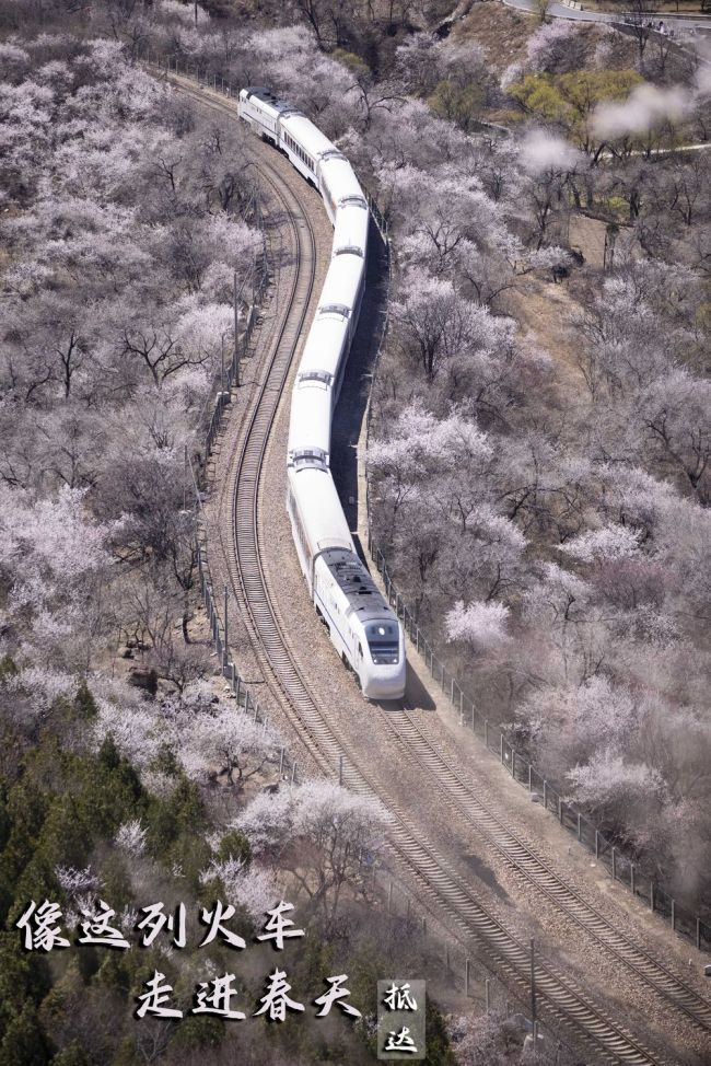 徜徉花海！像这列火车，走进春天！