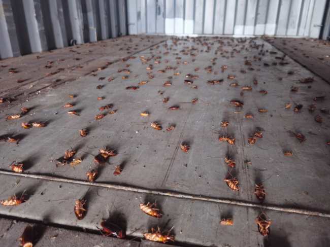 厦门海关空箱中截获2000只活蟑螂，是该关近年来截获病媒生物数量之最