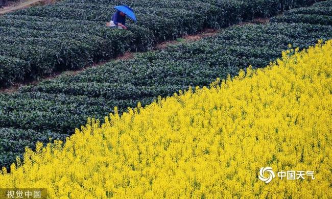 谷雨节气将至 我国多地茶园进入春茶开采期