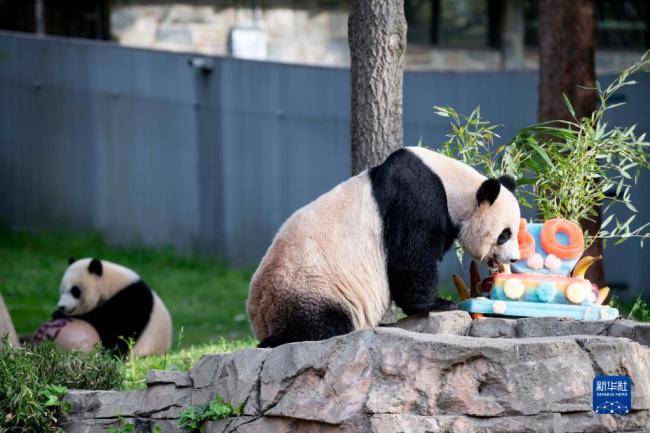 美国史密森学会国家动物园庆祝大熊猫抵美50周年