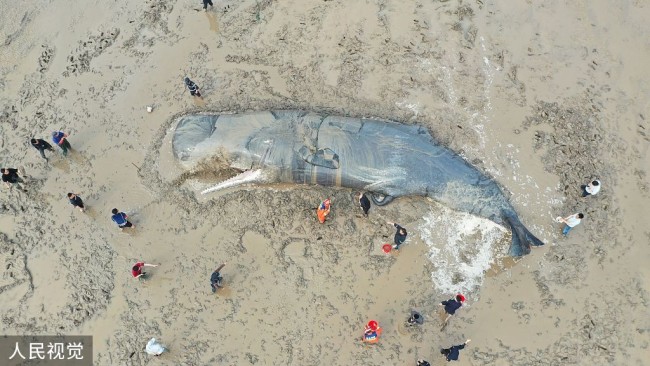浙江宁波：一头抹香鲸在象山海域搁浅