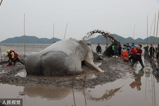 浙江宁波：一头抹香鲸在象山海域搁浅