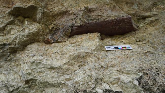 四川青龙山发现恐龙化石群