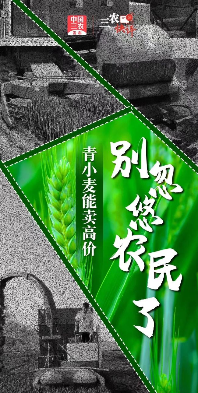 媒体:1500元一亩收青麦有点反常，到底谁在背后做梗