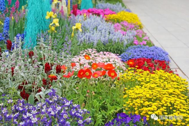 国家植物园 初夏浪漫缤纷花境