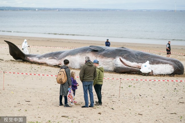 当地时间2022年5月22日，英国雷德卡，一场名为“鲸鱼”的国际知名互动展在当地一处海滩亮相。这头一比一大小还原的搁浅鲸鱼是由一群比利时艺术家和雕塑家合作创作而成。组织者希望这个展览能帮助当地民众进一步提高对环境保护的认识。