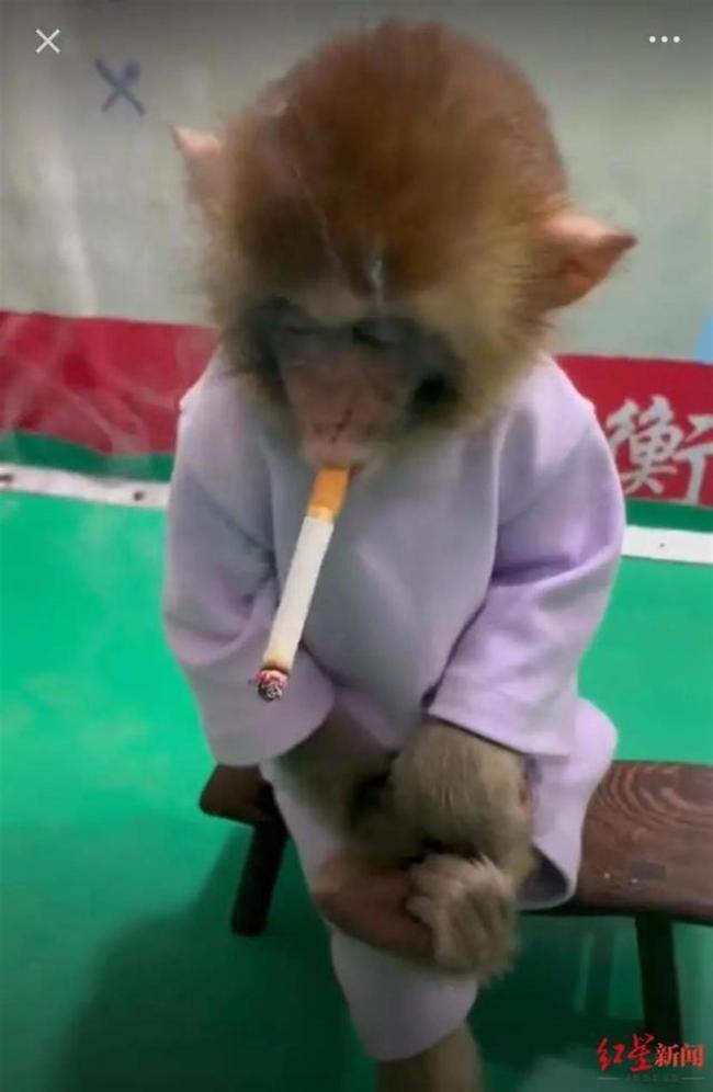动物园饲养员给猴子抽烟涂口红直播“带货”  野保部门：将叫停