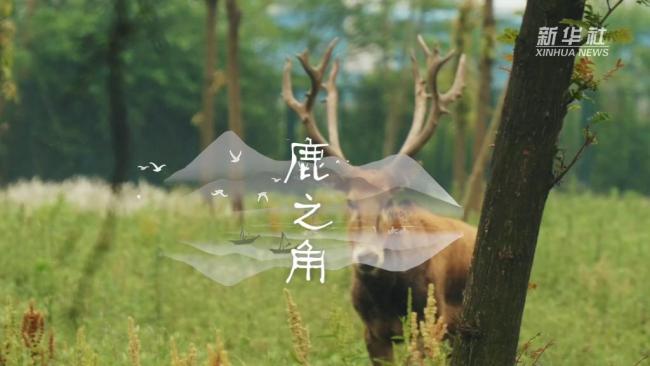新华全媒+｜大湖之变：鹿之角