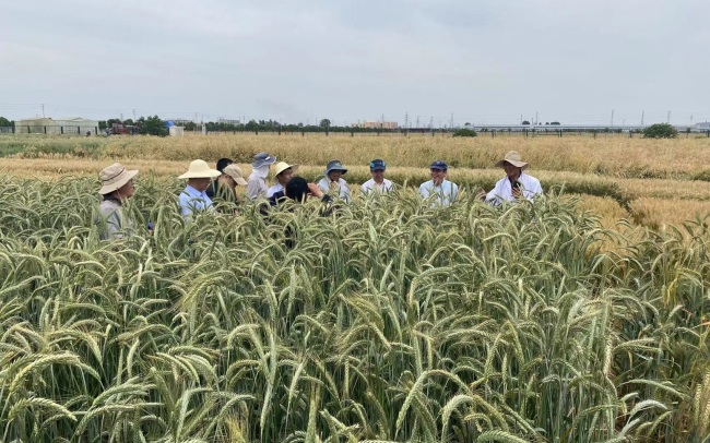 麦收故事 农业科研国家队让草成为小麦改良的资源