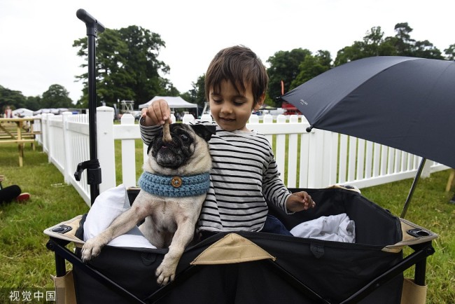 英国汉普郡拉姆西，布罗德兰公园内，为期两天的狗狗节（Dogstival）活动正在举行，这一活动为狗狗提供各种摊位、课程和交流平台，让狗狗们也能享受到与人类相似的待遇。