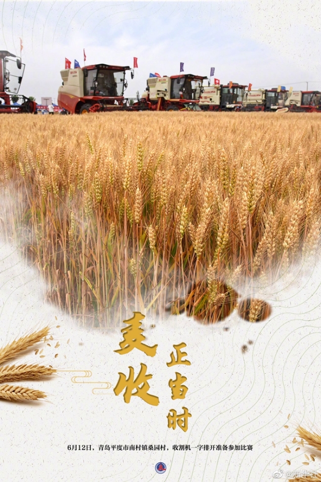 大国“粮”策丨麦香四溢！好一幅麦收全景图