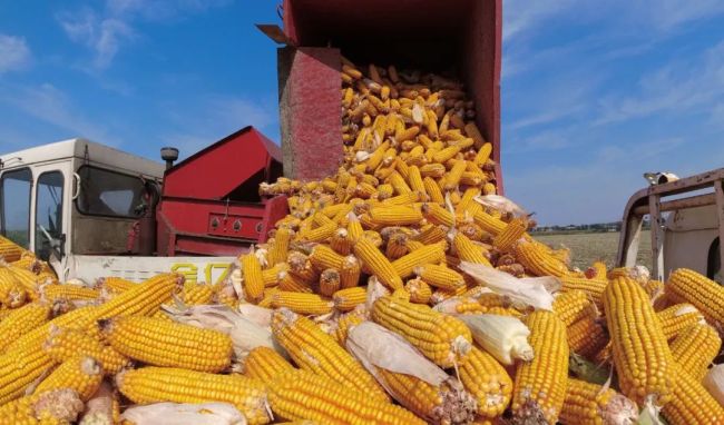6元一根“新东方”玉米，农民能赚多少？