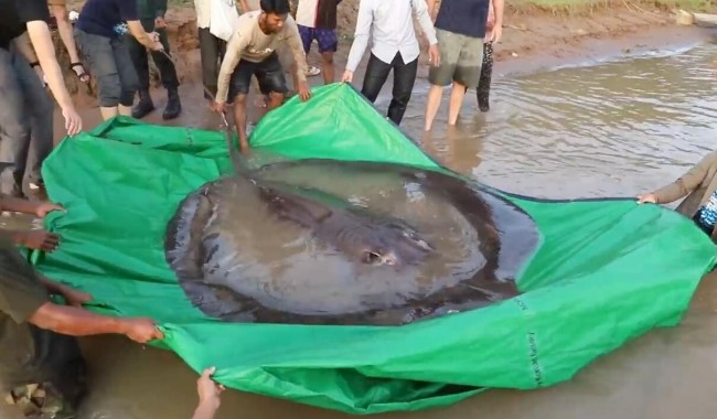 柬埔寨村民捕获全球最大淡水鱼 重达300公斤黄貂鱼
