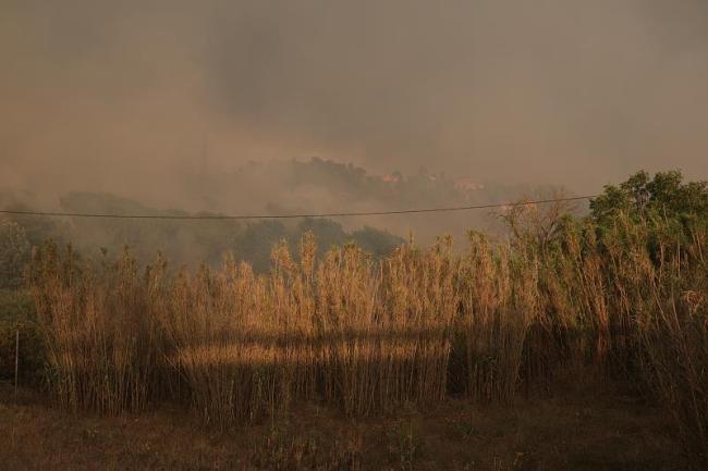 西班牙极端高温天气引发森林大火