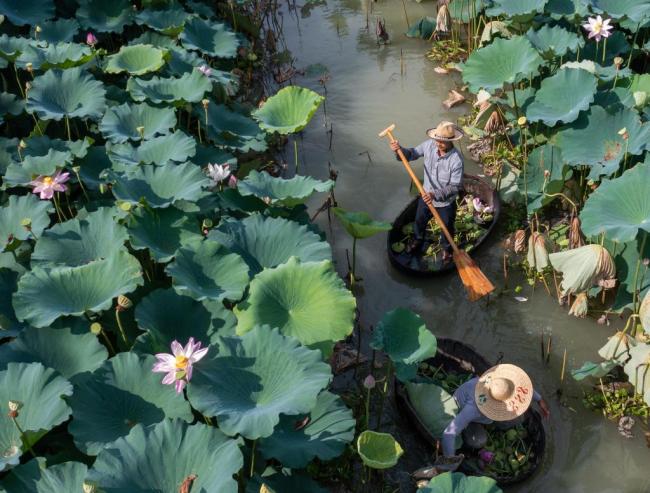 节气里的中国丨大暑：荷花入暮犹愁热