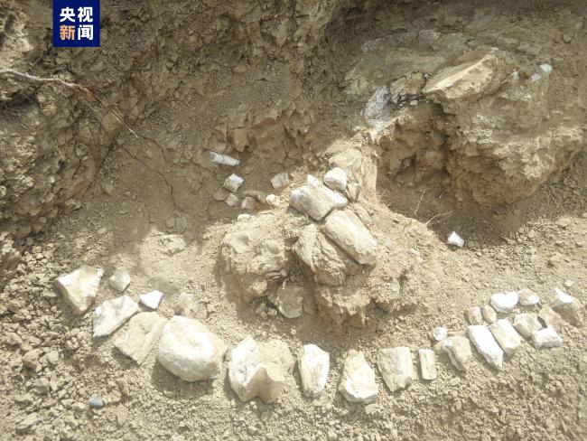 距今约800万年！新疆温泉县发现三趾马动物群化石