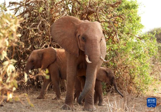 世界大象日——關注非洲象