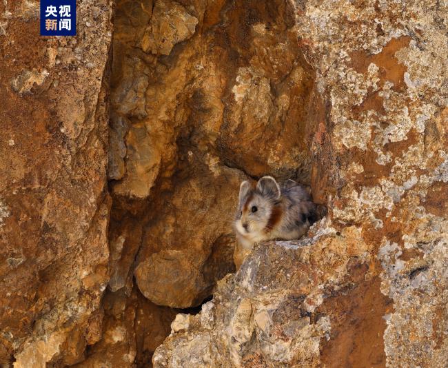 世界濒危物种伊犁鼠兔惊现天山
