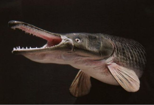 口裂深具锐齿！河南汝州巨型怪鱼系高危外来生物鳄雀鳝