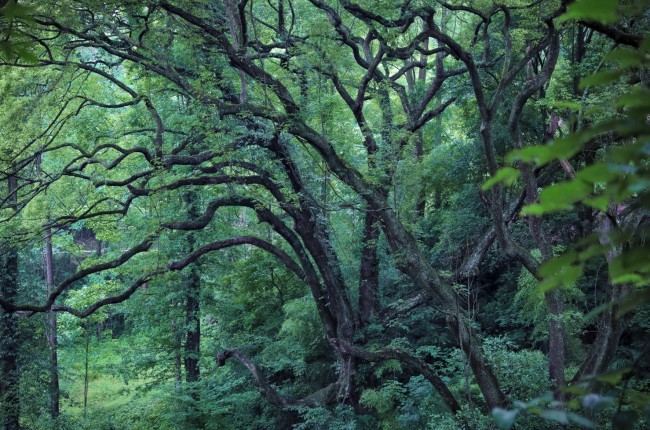 全国古树名木资源普查：5000年以上古树有5株