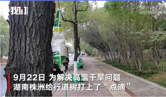 湖南株洲给行道树打点滴抗旱
