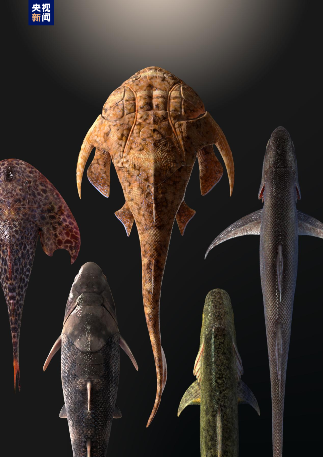 志留纪早期鱼类化石揭秘“从鱼到人”演化关键跃升
