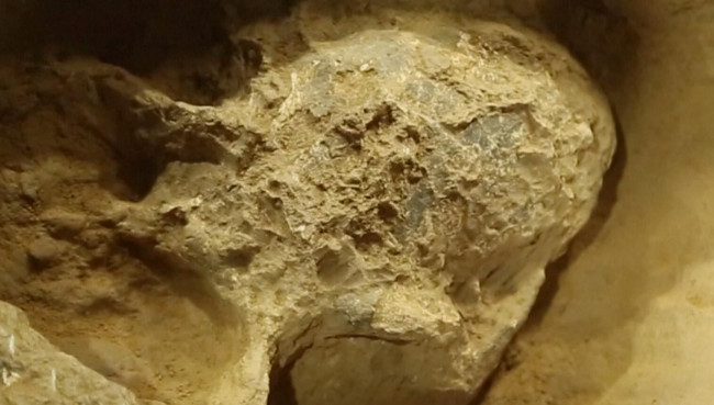 在湖北十堰学堂梁子遗址中发现的被命名为“郧县人3号头骨”的古人类头骨化石。（具体拍摄时间不详）（视频截图）